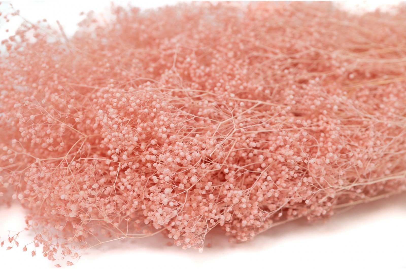 PHOCEALYS │Gypsophile stabilisé│vente aux pros│Grossiste