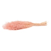 PHOCEALYS │Gypsophile stabilisé│vente aux pros│Grossiste