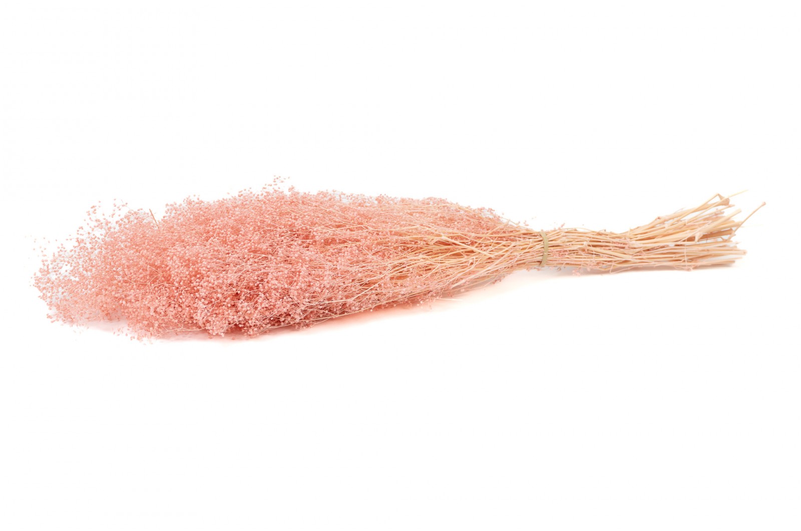 PHOCEALYS │Gypsophile stabilisé│vente aux pros│Grossiste