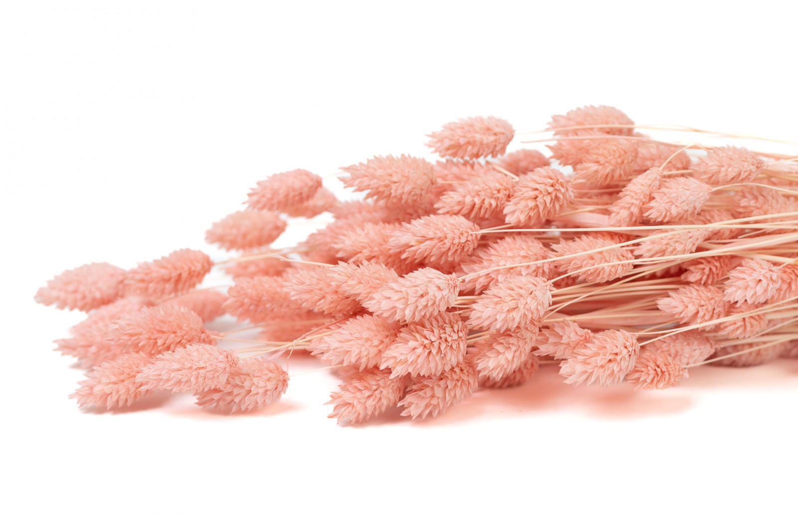 PHOCEALYS │Phalaris sec │vente aux pros│Grossiste en fleurs séchées