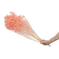 Broom sec blanc / crème vente en vrac Phocealys grossiste fournisseur pros