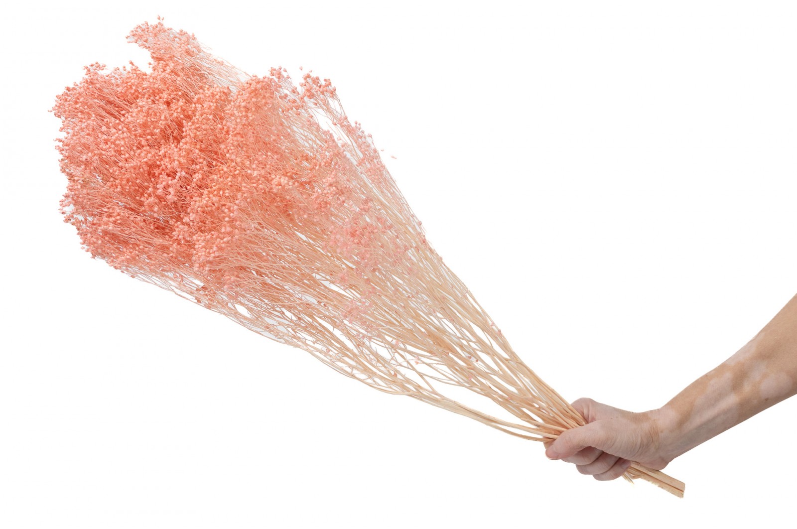 Broom sec blanc / crème vente en vrac Phocealys grossiste fournisseur pros