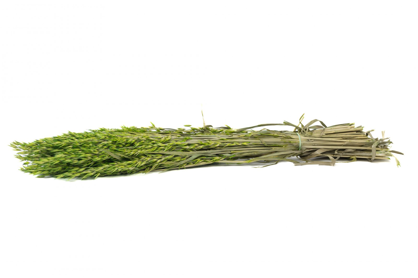 PHOCEALYS │Avoine séchée│vente aux pros│Grossiste en fleurs séchées