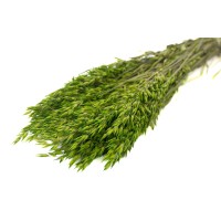 PHOCEALYS │Avoine séchée│vente aux pros│Grossiste en fleurs séchées