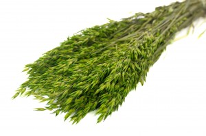 PHOCEALYS │Avoine séchée│vente aux pros│Grossiste en fleurs séchées