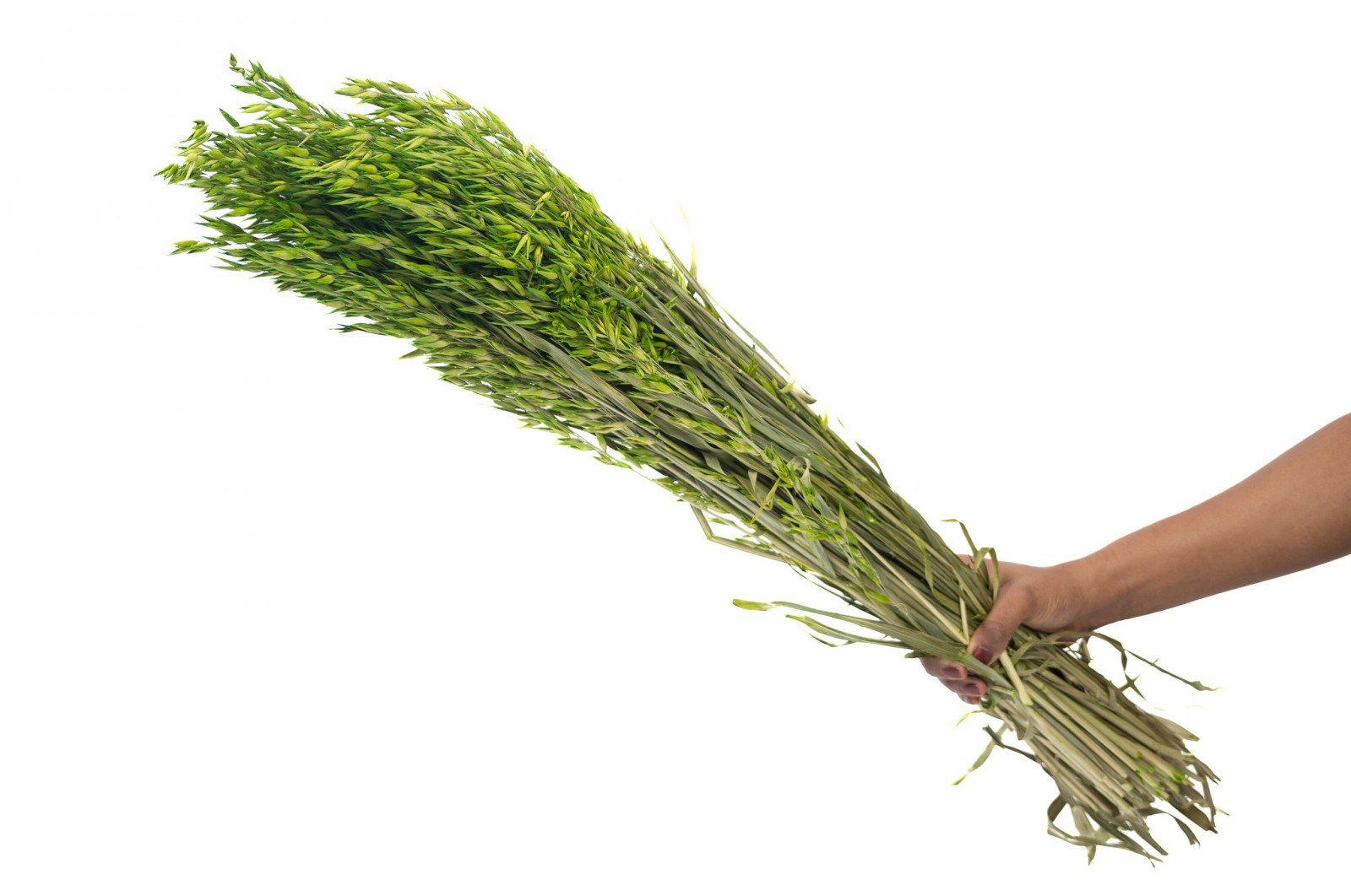 PHOCEALYS │Avoine séchée│vente aux pros│Grossiste en fleurs séchées