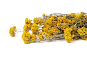 PHOCEALYS│Sanfordi sec │vente aux pros│Grossiste en fleurs séchées