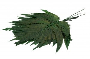 PHOCEALYS│Fougère colombienne stabilisée│vente aux pros│Grossiste