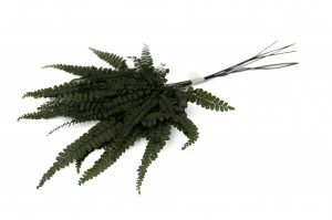 PHOCEALYS│Fougère felci stabilisée│vente aux pros│Grossiste