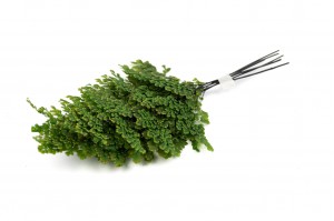 PHOCEALYS│Fougère lutti adianthum stabilisée│vente aux pros│Grossiste