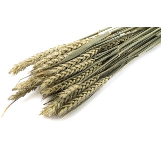 PHOCEALYS│Dried wheat│Sale to professionals│Wholesaler of dried flowers