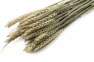 PHOCEALYS │Blé sec│vente aux pros│Grossiste en fleurs séchées
