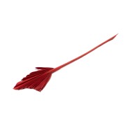 PHOCEALYS │palm spear mini│vente aux pros│Grossiste en fleurs séchées