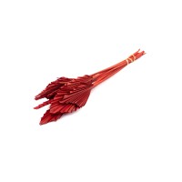 PHOCEALYS │palm spear mini│vente aux pros│Grossiste en fleurs séchées