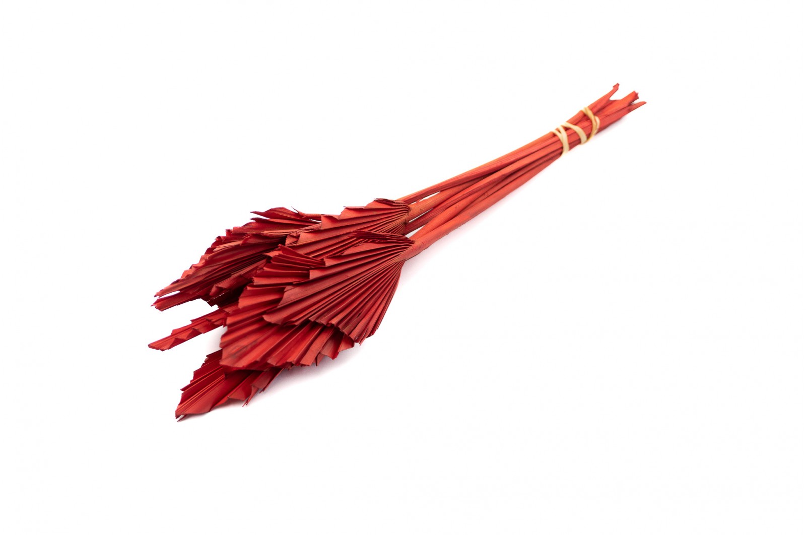 PHOCEALYS │palm spear mini│vente aux pros│Grossiste en fleurs séchées