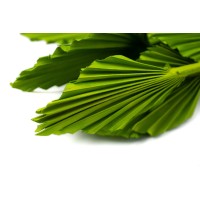 PHOCEALYS │palm spear mini│vente aux pros│Grossiste en fleurs séchées