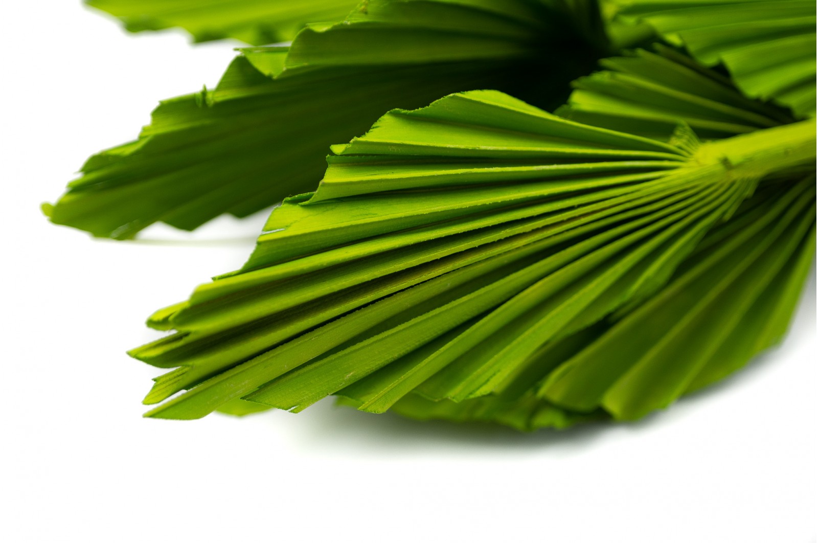 PHOCEALYS │palm spear mini│vente aux pros│Grossiste en fleurs séchées