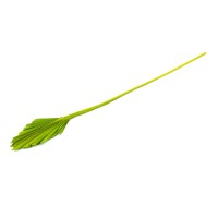 PHOCEALYS │palm spear mini│vente aux pros│Grossiste en fleurs séchées