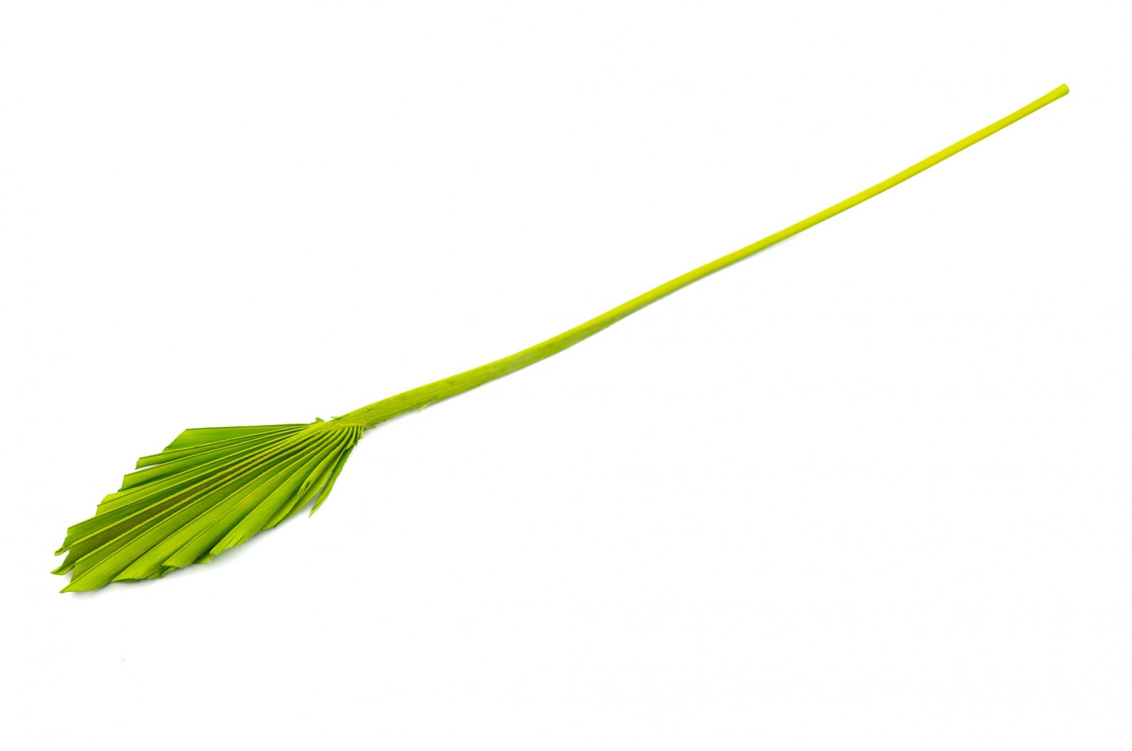 PHOCEALYS │palm spear mini│vente aux pros│Grossiste en fleurs séchées