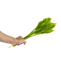 PHOCEALYS │palm spear mini│vente aux pros│Grossiste en fleurs séchées