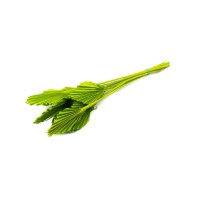 PHOCEALYS │palm spear mini│vente aux pros│Grossiste en fleurs séchées