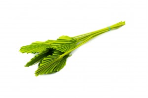 PHOCEALYS │palm spear mini│vente aux pros│Grossiste en fleurs séchées