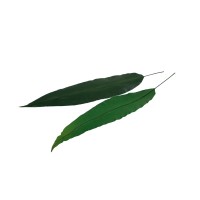 PHOCEALYS│Feuilles tropicales stabilisées│vente aux pros│Grossiste