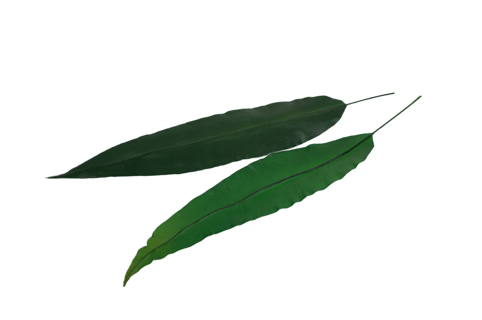 PHOCEALYS│Feuilles tropicales stabilisées│vente aux pros│Grossiste