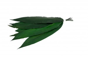 PHOCEALYS│Feuilles tropicales stabilisées│vente aux pros│Grossiste