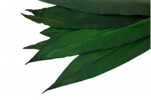 PHOCEALYS│Feuilles tropicales stabilisées│vente aux pros│Grossiste