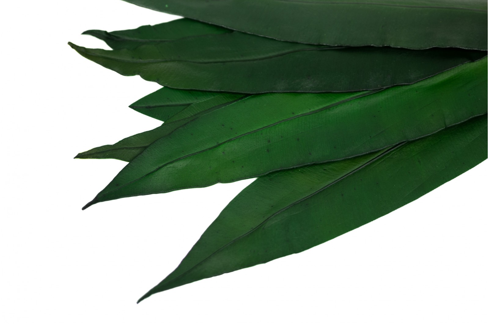 PHOCEALYS│Feuilles tropicales stabilisées│vente aux pros│Grossiste