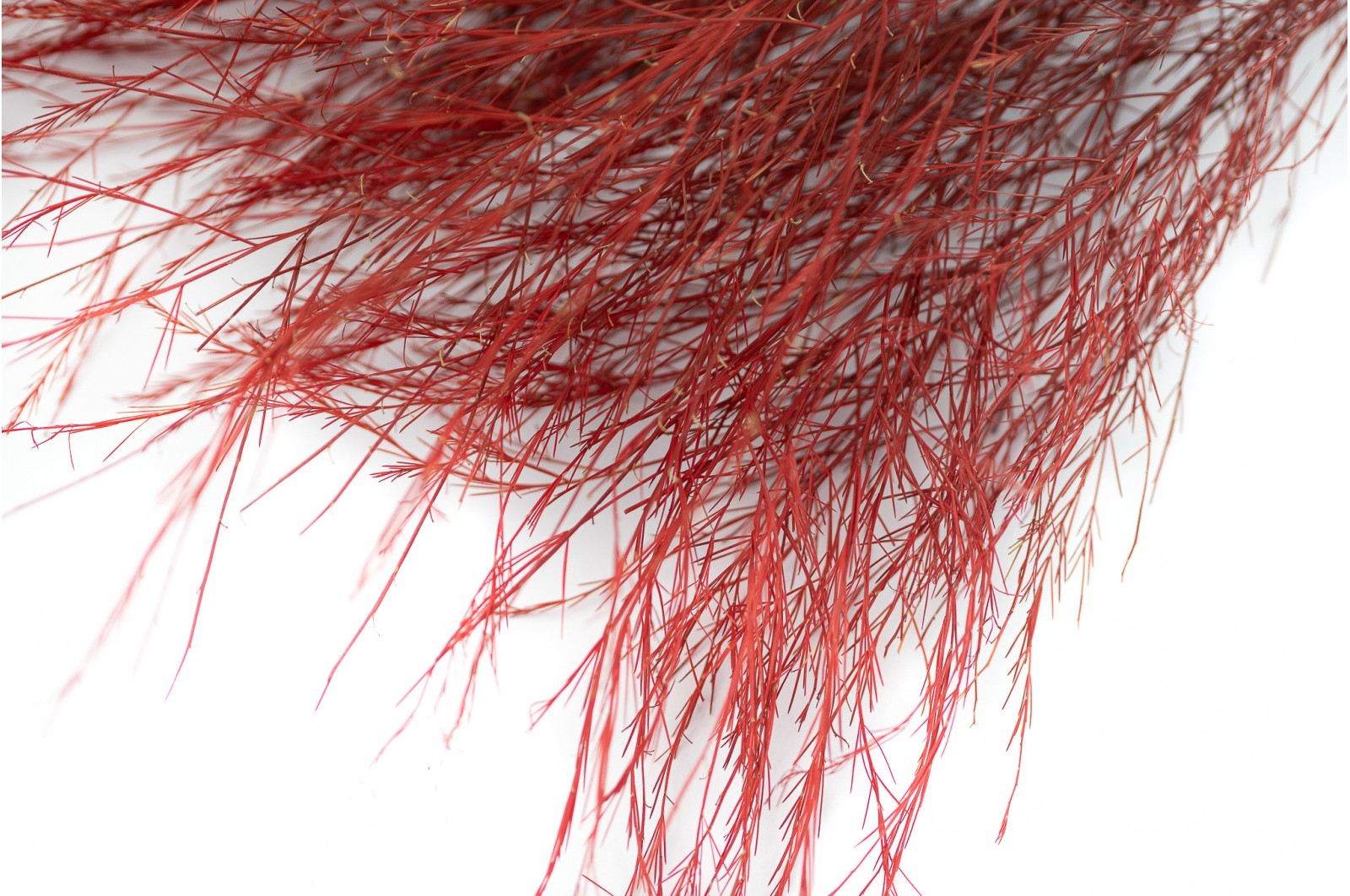 Tree fern stabilisé│vente aux pros│Grossiste en végétaux stabilisés