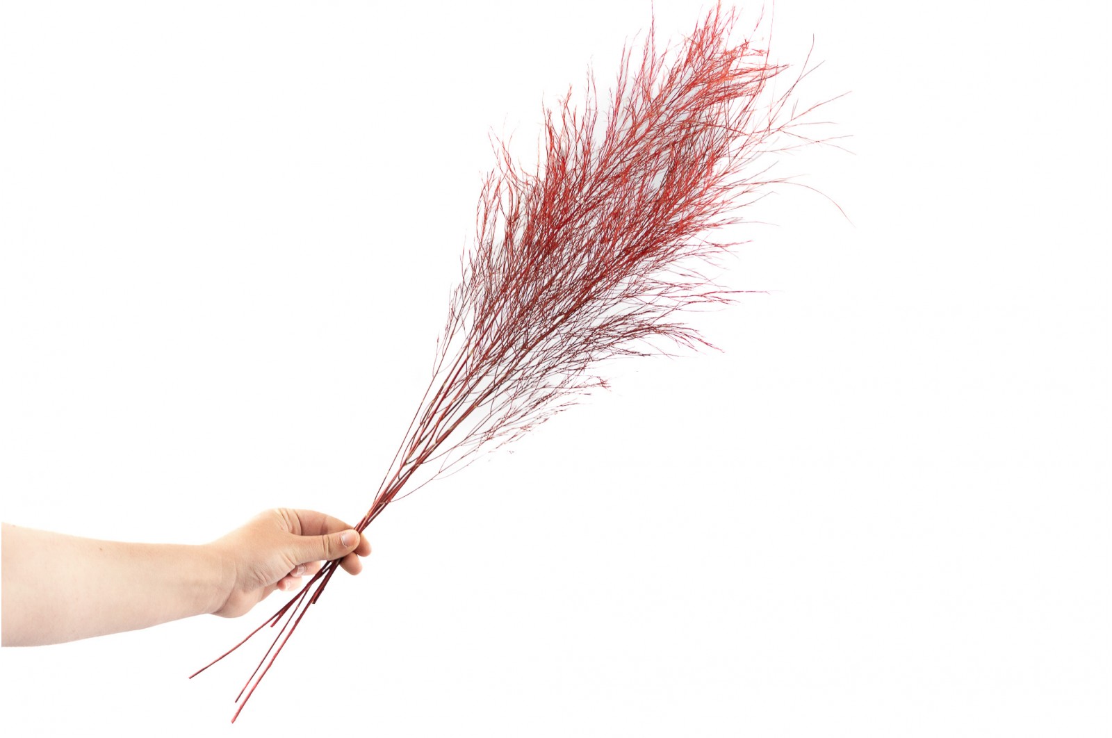 Tree fern stabilisé│vente aux pros│Grossiste en végétaux stabilisés