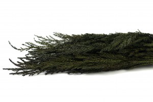 Cryptomeria stabilisé│vente aux pros│Grossiste en végétaux stabilisés