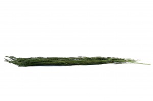 Callistemon stabilisé│vente aux pros│Grossiste en végétaux stabilisées