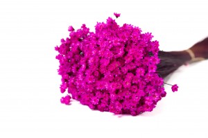 PHOCEALYS │Glixia sec│vente aux pros│Grossiste en fleurs séchées
