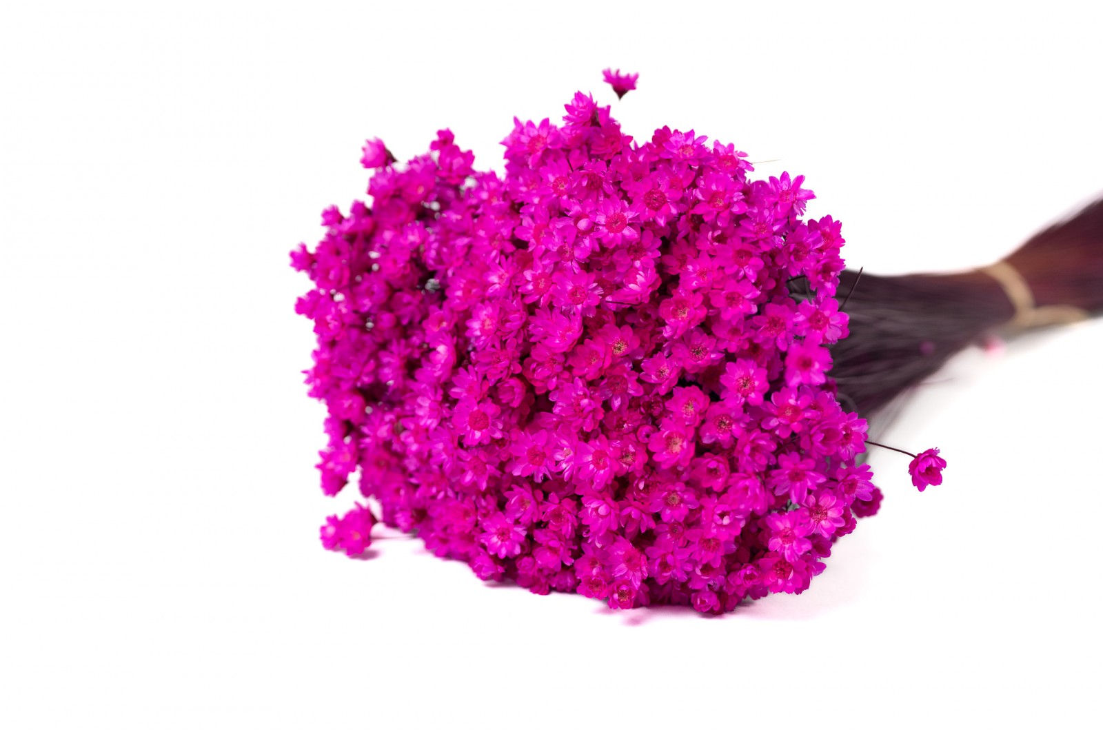 PHOCEALYS │Glixia sec│vente aux pros│Grossiste en fleurs séchées