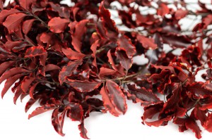 Pittosporum stabilisé│vente aux pros│Grossiste en végétaux stabilisées