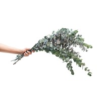 Eucalyptus cinerea stabilisé │vente aux pros│Grossiste