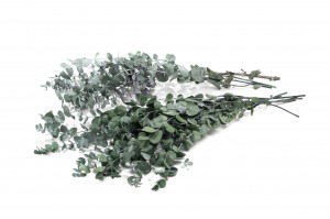 Eucalyptus cinerea stabilisé │vente aux pros│Grossiste