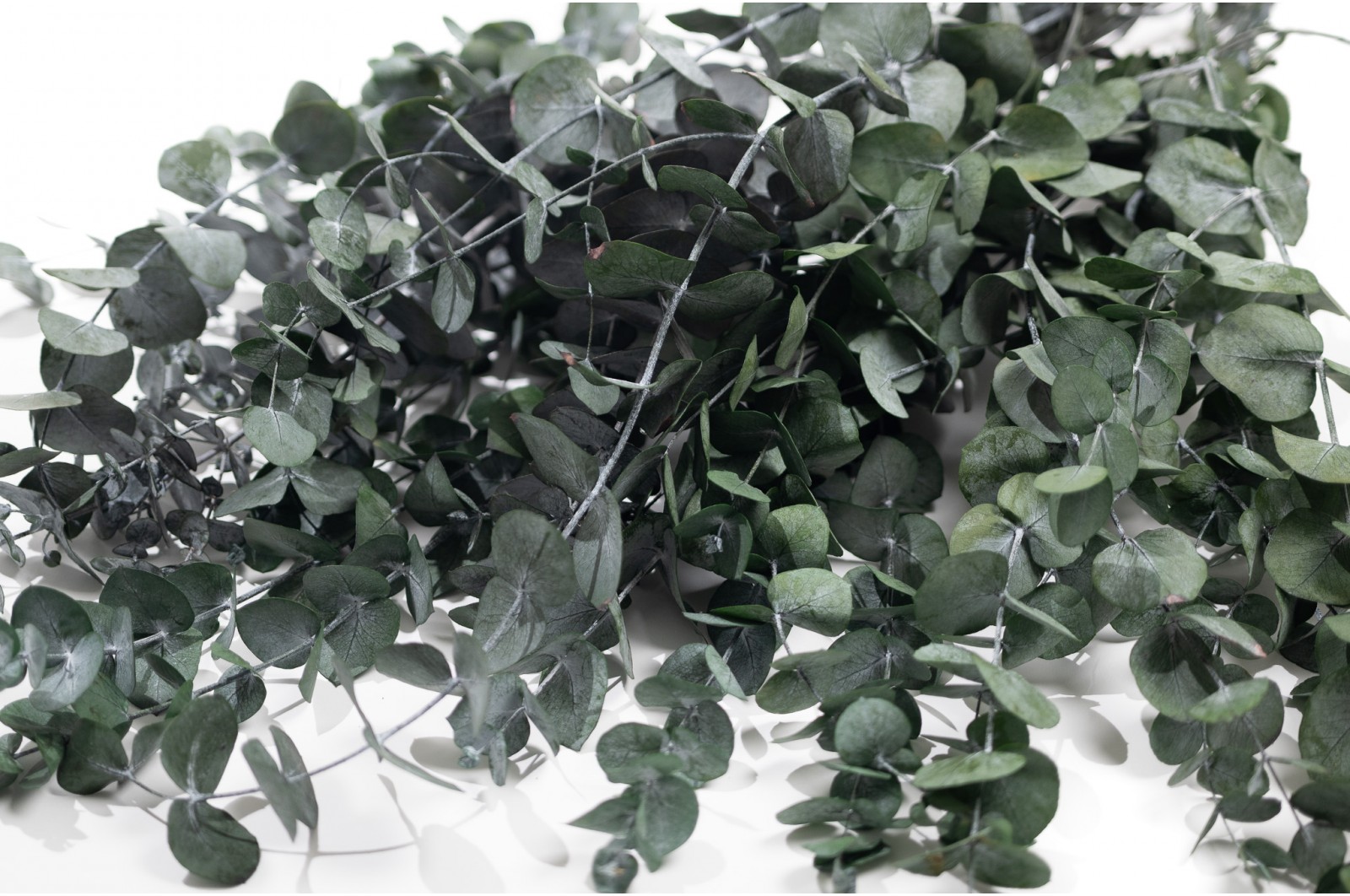 Eucalyptus cinerea stabilisé │vente aux pros│Grossiste