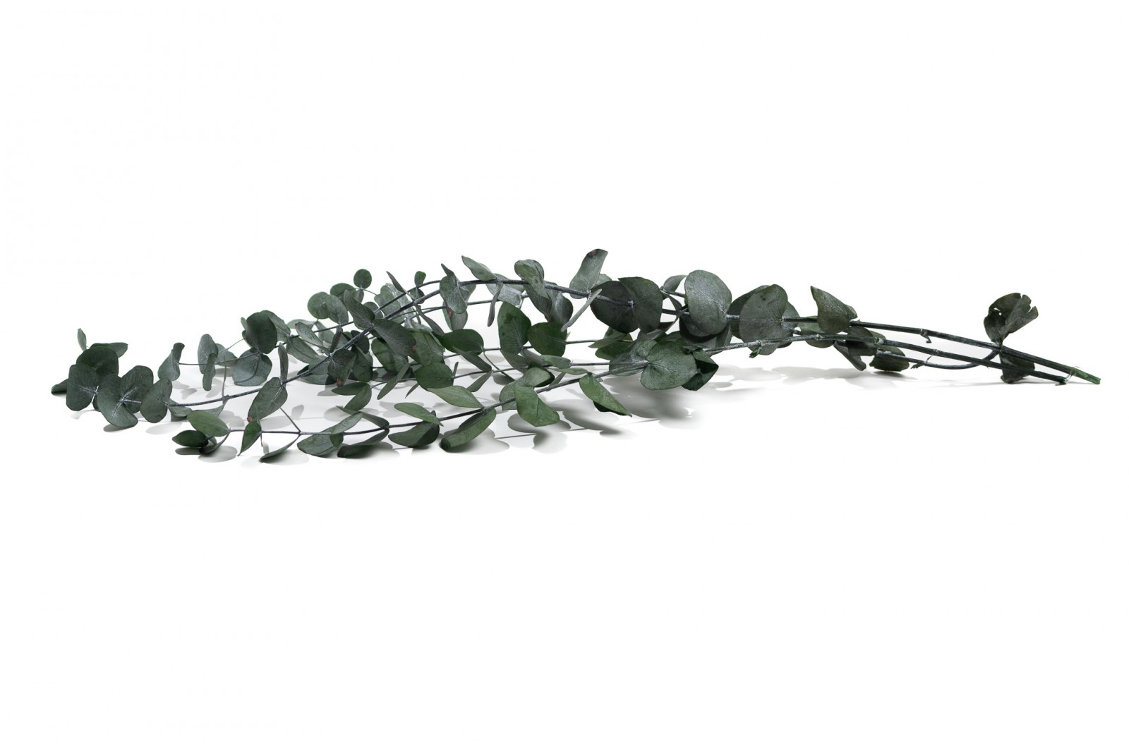 Eucalyptus cinerea stabilisé │vente aux pros│Grossiste