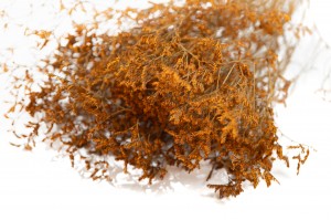 PHOCEALYS│Limonium stabilisé│vente aux pros│Grossiste