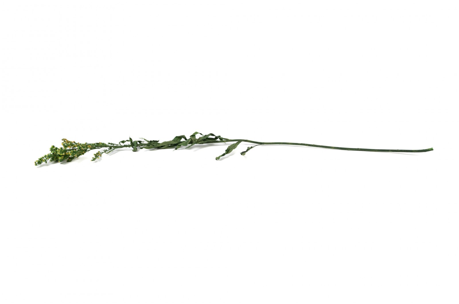 PHOCEALYS│Solidago stabilisé│vente aux pros│Grossiste