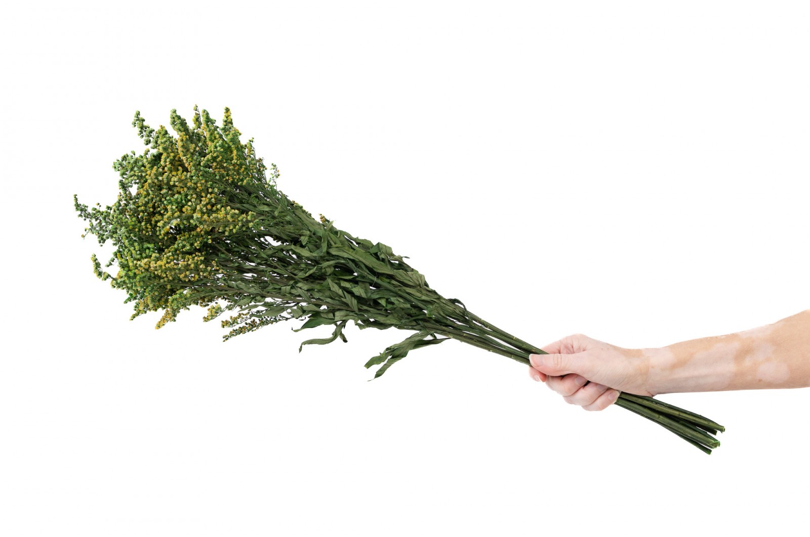 PHOCEALYS│Solidago stabilisé│vente aux pros│Grossiste