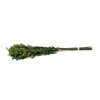 PHOCEALYS│Solidago stabilisé│vente aux pros│Grossiste