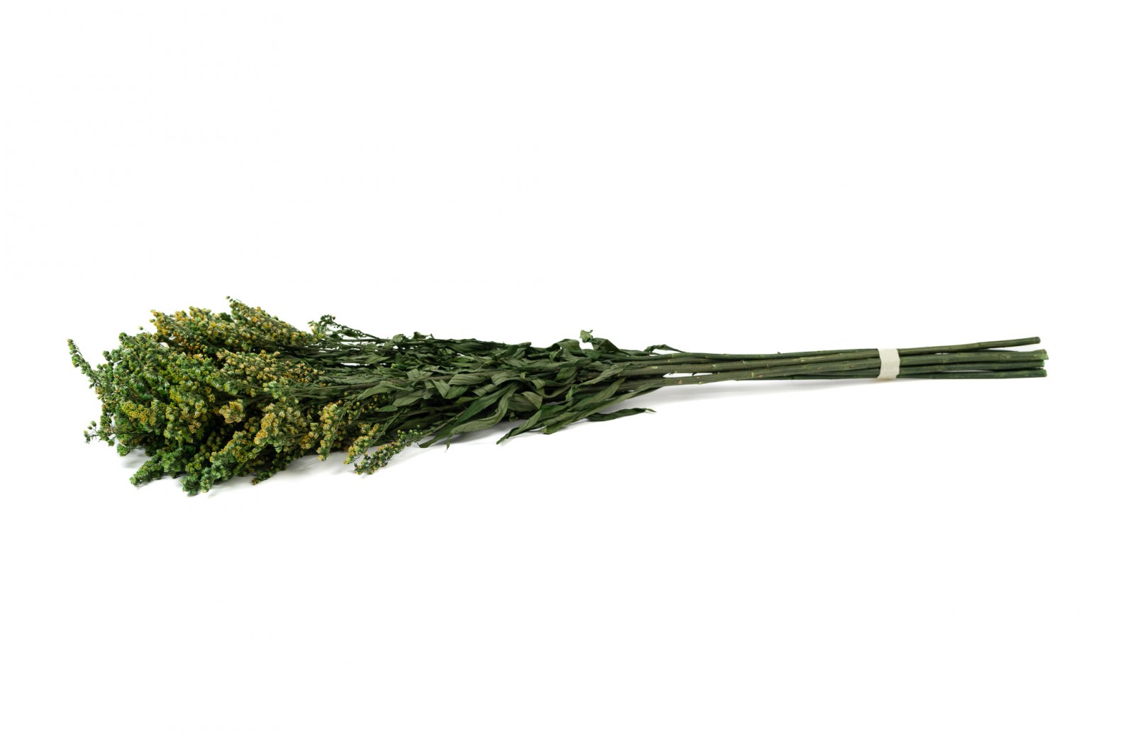 PHOCEALYS│Solidago stabilisé│vente aux pros│Grossiste