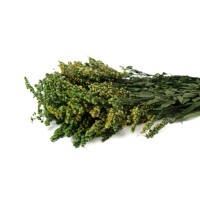 PHOCEALYS│Solidago stabilisé│vente aux pros│Grossiste