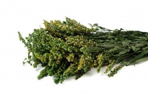 PHOCEALYS│Solidago stabilisé│vente aux pros│Grossiste