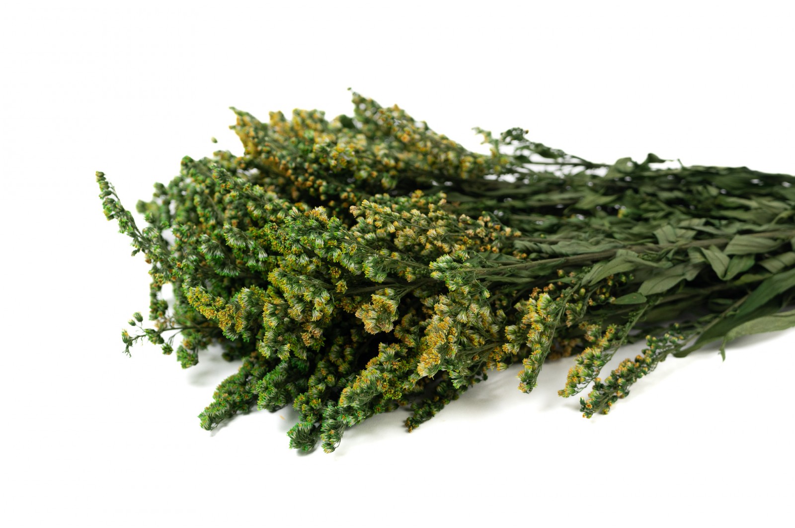 PHOCEALYS│Solidago stabilisé│vente aux pros│Grossiste